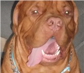 Фото в Домашние животные Вязка собак крупный 73см., оценки отлично, САС чемпион в Барнауле 0