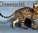 Питомник GREENCITI предлагает котят редчайшей породы тойгер и бенгальской породы,  Все котята привив 68993  фото в Москве