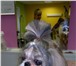 Фото в Домашние животные Стрижка собак Стрижка собак в салоне: Йорк, шпиц, пудель, в Перми 0
