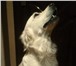 Изображение в Домашние животные Вязка собак Девочка голден ретривер,1год 7мес.без родословной,ласковая,игривая,энергичная,ищет в Архангельске 0