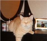 Продаются котята породы Скоттиш фолд и Скоттиш стрейт, Девочки фолд: красная пятнистая - 15000 руб, 69309  фото в Ростове-на-Дону