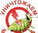 Foto в Работа Разное клопы фото , укусы клопов фотоКлопы - самые в Барнауле 1 000