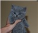 Котята Голубые британцы 4224323 Британская короткошерстная фото в Калининграде