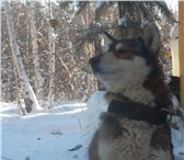 Изображение в Домашние животные Вязка собак Красивый, сильный кобель ищет подружку для в Якутске 3 000