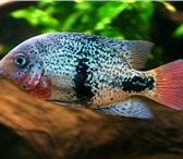 Foto в Домашние животные Рыбки Продаю аквариумную рыбу оптом и розницу, в Белокуриха 40