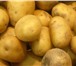 Изображение в Прочее,  разное Разное Картофель оптом от производителя ,доставка в Уфе 17