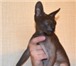 Фотография в Домашние животные Найденные 3 июня 2014г найден кот породы сфинкс по в Оренбурге 0