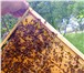 Изображение в Домашние животные Другие животные Выгодные предложения от опытных пчеловодов в Красноярске 3 200