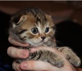 Продаются вислоухие и прямоухие котята Scottish Fold &amp;amp; Scottish Straight,  1,  вислоухий ко 69017  фото в Москве