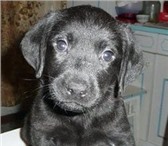 Продаю алиментного щенка лабрадор-ретривер ,  Чёрная девочка,  Дата рожд:11, 01, 2011 г, У щенка есть 64661  фото в Москве