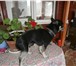 Фотография в Домашние животные Вязка собак Мальчик порода той - терьер мини) очень скучает в Можайск 2 000