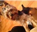 Foto в Домашние животные Вязка собак Йоркширский терьер, зовут Йорик;) среднего в Пскове 1