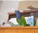 Фото в Домашние животные Птички продаю пару попугаев синеголовых пионусов! в Красноярске 15 000