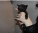 Фото в  Отдам даром-приму в дар 5 очаровательных котят (мальчики и девочки), в Барнауле 1