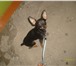 Фото в Домашние животные Вязка собак Очень активный добрый и ласковый мальчик в Барнауле 0