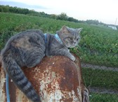 Фотография в Домашние животные Вязка Ищем коты для вязки вислоухого шотландца в Белгороде 0