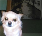 Изображение в Домашние животные Вязка собак Красивый длинношерстый персикового окраса в Томске 0