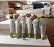 Фото в Домашние животные Растения Предлагаем тюльпаны оптом Экстра класса к в Красноярске 29