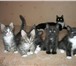 Отдам котят, Родились 11 июня, К туалету приучены, Два черно-белые, кот и кошка, Два серые полосатые , 69156  фото в Челябинске
