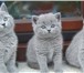 Продаются британские котята с отличной родословной Отборн оеплеменное разведение, Дальней шаяп 69537  фото в Тюмени