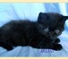 Продаю персидских и экзотических плюшевых котят, окрас калико и черный, рождены 20 декабря 20 69009  фото в Москве