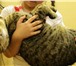 Фото в Домашние животные Вязка Опытный кот скоттиш страйт в самом расцвете в Екатеринбурге 2 000