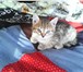 Отдам в добрые руки котят  (котики) 3357930 Домашняя кошка фото в Барнауле