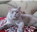 Фотография в Домашние животные Вязка Лиловый прямоухий кот скоттиш - страйт ждёт в Белгороде 1 000