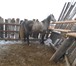 Фотография в Домашние животные Другие животные Продам жеребца орловской породы, возраст в Красноярске 155 000
