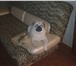 Изображение в Домашние животные Вязка собак Предлагаю симпатичного кобеля для вязки, в Липецке 0