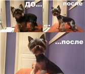 Изображение в Домашние животные Услуги для животных Всем доброго дня! Предлагаем услуги по стрижке в Москве 1 200