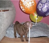 Продам плюшевое чудо - щенка шар-пея, Девочка шоколадного окраса родилась 19 сентября 2010г от титу 68090  фото в Новосибирске