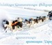 Foto в Развлечения и досуг Организация праздников Необыкновенный подарок!Упряжка ездовых Якутских в Новосибирске 0