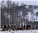 Фото в Домашние животные Другие животные Закупаем КРС по всей России. Быки, Телки, в Магнитогорске 200