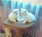Элитные котята с родословной 4398117 Скоттиш фолд фото в Санкт-Петербурге