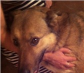 Фото в Домашние животные Найденные Собака на вид 8-10мес, рыжий окрас, ласковая, в Челябинске 0