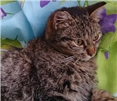 Фото в Домашние животные Отдам даром Отдам молодого, 6 - месячного котика с хорошим в Мыски 1