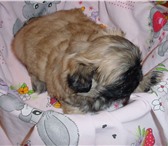 Пекинесы щенки возраст 1 месяц окрас палевый продаются, цена договорная, Звонить в любое врем 67551  фото в Челябинске
