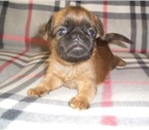 Продаются щенки пти-брабансона-рыжий мальчик и две черные девочки и щенок бельгийского граффона-мал 68636  фото в Москве