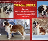 Фото в Домашние животные Вязка собак Для вязок предлагается молодой и перспективный в Ульяновске 0