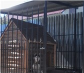 Фото в Домашние животные Вязка собак нужна девочка хаски для голубоглазого мальчика, в Челябинске 0