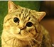 Изображение в Домашние животные Вязка Опытный кот скоттиш страйт в самом расцвете в Екатеринбурге 2 000