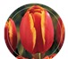 Изображение в Домашние животные Растения Компания "Тюльпаны Сибири" поставляет тюльпаны в Новосибирске 33