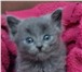 Продается котенок 1, 5 месяцев  (мальчик) 4390011 Уральский рекс фото в Нижнем Новгороде