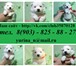 Белоснежные щеночки самоеда 3456979 Самоедская лайка фото в Костроме