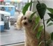Foto в Домашние животные Вязка собак Карликовый  пуделек Федя(окрас абрикосовый, в Челябинске 0