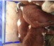 Фотография в Домашние животные Другие животные Продаем 30 голов бычков породы Герефорд (самая в Магнитогорске 165