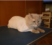Фотография в Домашние животные Услуги для животных Стрижка собак, котов и кошек всех пород. в Москве 850