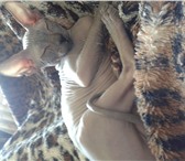 Фото в Домашние животные Вязка Девственник-донского сфинкса
 ищет девочку,для в Сосновоборск 1 000