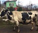 Фотография в Домашние животные Другие животные Продается чистопородная корова. Порода черно-пестрая, в Москве 0